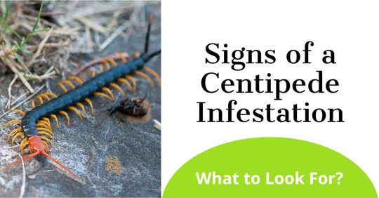 Signs of a Centipede Infestation: What to Look For