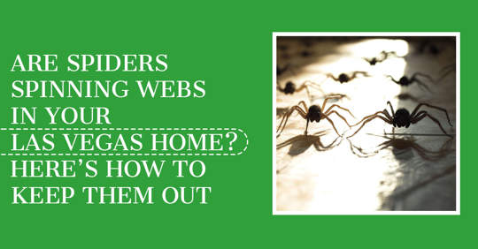 Are Spiders Spinning Webs in Your Las Vegas Home? Here’s How to Keep Them Out