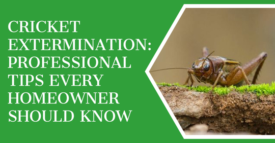 Get Rid of Crickets Fast | Effective Cricket Extermination