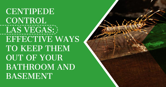 Centipede Control Las Vegas: Keep Centipedes Out of Home