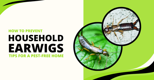 How to Prevent Household Earwigs: Actionable Tips for Every Home