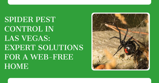Spider Pest Control in Las Vegas: Expert Solutions for a Web-Free Home