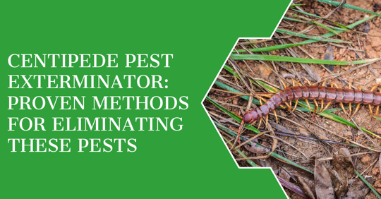 Centipede Pest Exterminator: Proven Methods for Eliminating These Pests
